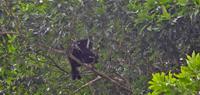See sloth on a Costa Rica wildlife holiday - World Expeditions